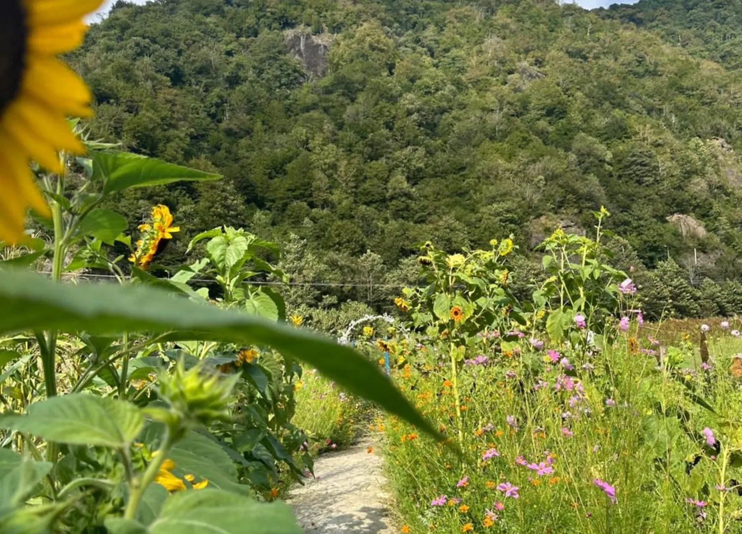 Machakhela Inn Sharabidzeebi Villa